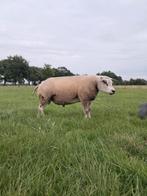 Texelaar dekrammen, Dieren en Toebehoren, Mannelijk, Schaap