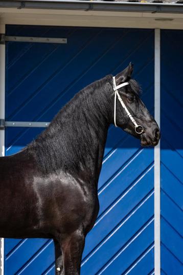 Prachtige 4 jarige Friese AA Merrie beschikbaar voor biedingen