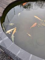 diverse vissen, Karper of Koi