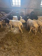 Te koop nog enkele jonge dekrammen, Dieren en Toebehoren, Meerdere dieren, Schaap