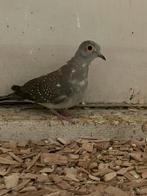 Bonte diamantduif, Geslacht onbekend, Tropenvogel