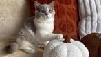 Zoey – Brits Korthaar kitten (lila met wit, poes), Poes, Gechipt, 0 tot 2 jaar