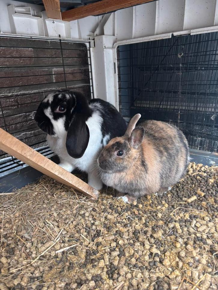 Nieuw huisje gezocht voor onze konijnen, Dieren en Toebehoren, Konijnen, Klein, Meerdere dieren, 3 tot 5 jaar, Hangoor