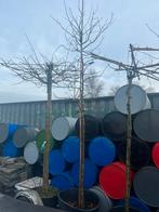 Amberboom, Ophalen, Bloeit niet, In pot, Overige soorten