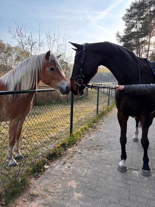 Zadelpasserij NL, Dieren en Toebehoren, Paarden en Pony's | Overige Paardenspullen, Nieuw, Overige soorten, Ophalen