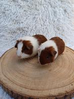 Diverse roodbonte gladhaar cavia's mogen verhuizen, Dieren en Toebehoren, Knaagdieren, Meerdere dieren, Cavia, Voor 1 juli 2024