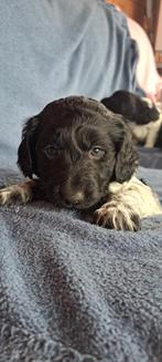 Friese stabij pup, puppy's,  mogen mee naar huis!, Dieren en Toebehoren, Overige rassen, 8 tot 15 weken, Meerdere, Meerdere dieren