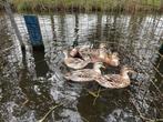Koppels en losse vrouwen appleyard kwakers, Dieren en Toebehoren, Pluimvee, Meerdere dieren, Eend