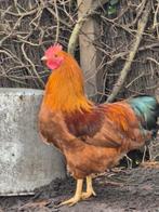 Biologische haan, New Hampshire kriel, van 2025, Dieren en Toebehoren, Pluimvee, Mannelijk, Kip