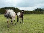 Mini pony/veulen appaloosa, Dieren en Toebehoren, Pony's, Hengst, Recreatiepony, 0 tot 2 jaar