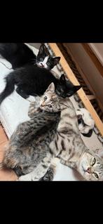 Kittens- kwart Savannahf3 half Europese korthaar, Meerdere dieren