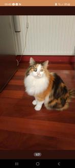 Al langere tijd vermist: Mimi