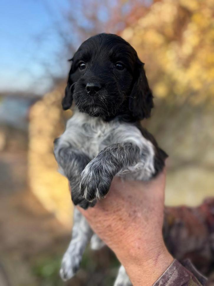 Nog 1 prachtige Sprocker spaniel pups te koop, Dieren en Toebehoren, Honden | Retrievers, Spaniëls en Waterhonden, Meerdere dieren