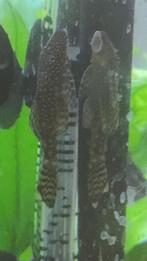 Ancistrus: borstelneus grijs en albino, Vis, Zoetwatervis