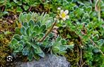 Saxifraga steenbreek, Tuin en Terras, Planten | Tuinplanten, Ophalen, Volle zon