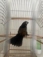 TWATWA TIGRIMAN, Dieren en Toebehoren, Mannelijk, Geringd