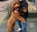 Australian labradoodle dekreu labradoodle doodle cobberdog, Rabiës (hondsdolheid), Reu, 1 tot 2 jaar, Eén hond