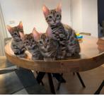 Bengaal kittens, Dieren en Toebehoren, Katten en Kittens | Raskatten | Korthaar, Kater, Gechipt, 0 tot 2 jaar