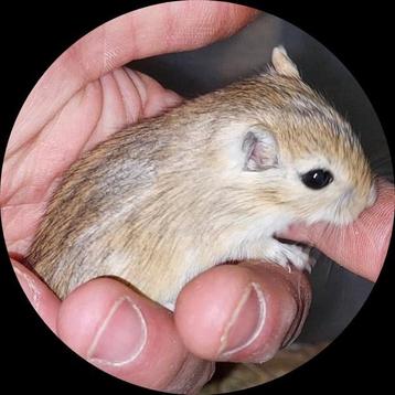 Gerbils! Woestijn ratjes! 2 broertjes! Handtam! beschikbaar voor biedingen