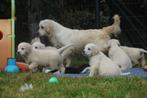Raszuivere Golden Retriever Pups - 8 Week oud, Golden retriever, 8 tot 15 weken, CDV (hondenziekte), Meerdere