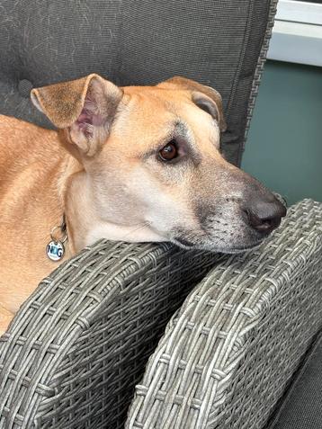 Hond Lizy Teefje 1 jaar beschikbaar voor biedingen