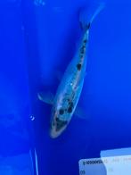 Kikokuryu, Karper of Koi