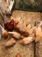 Broedeieren Friese kippen Geelwitgepeld., Geslacht onbekend, Kip