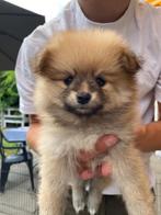 Prachtige Pomeriaan pups, Rabiës (hondsdolheid), Overige rassen, 8 tot 15 weken, Meerdere