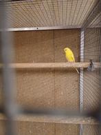 Lutino grasparkiet man, Mannelijk, Parkiet