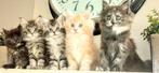 Maine Coon met stamboom, Kater, Gechipt, 0 tot 2 jaar