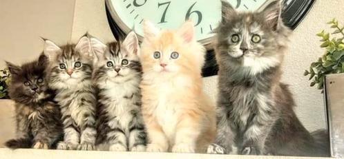 Maine Coon met stamboom, Dieren en Toebehoren, Katten en Kittens | Raskatten | Langhaar, Kater, 0 tot 2 jaar, Met stamboom, Gechipt