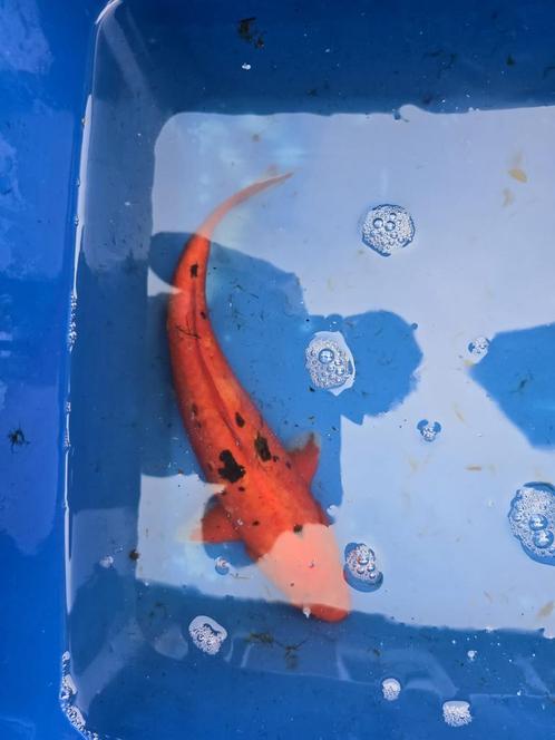 Japanse Koi Benigoi, Dieren en Toebehoren, Vissen | Vijvervissen