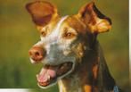 kaart met kop van (vermoedelijk) een Podenco, Ophalen of Verzenden, 1980 tot heden, Ongelopen, Hond of Kat