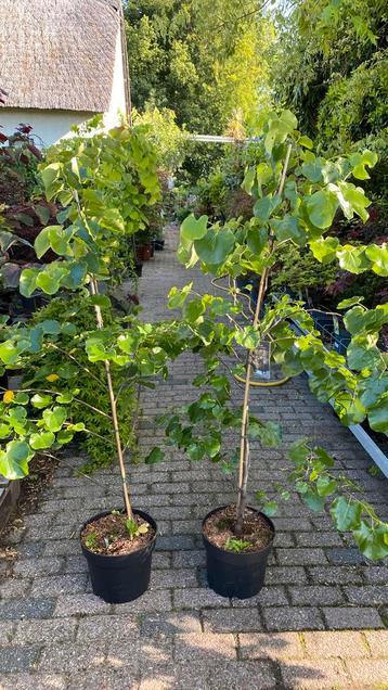 Cercis texas white, oklahoma en merlot beschikbaar voor biedingen