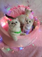 Prachtige zilveren chinchilla kittens, Dieren en Toebehoren, Katten en Kittens | Raskatten | Korthaar, Meerdere dieren, Gechipt