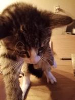 Kittens te koop, Dieren en Toebehoren, Katten en Kittens | Overige Katten, Poes