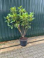 Meerstammige Rhododendron Roseum Elegans, Vaste plant, Halfschaduw, Lente, Ophalen
