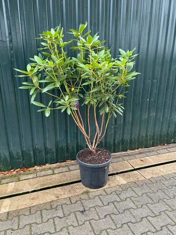 Meerstammige Rhododendron Roseum Elegans beschikbaar voor biedingen