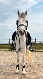 Superlieve Welsh A ruin b-pony, Dieren en Toebehoren, Ruin