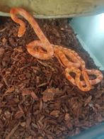 Jonge rattenslang, Dieren en Toebehoren, Reptielen en Amfibieën