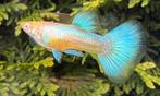 🔹 Albino Blue Singa Blue Tail Guppen 🔹, Dieren en Toebehoren, Vissen | Aquariumvissen, Vis, Zoetwatervis, Schoolvis
