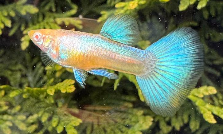 🔹 Albino Blue Singa Blue Tail Guppen 🔹, Dieren en Toebehoren, Vissen | Aquariumvissen, Zoetwatervis, Vis, Schoolvis