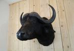Opgezette kafferbuffel shouldermount, mancave, taxidermy, Ophalen, Zo goed als nieuw, Wild dier, Opgezet dier