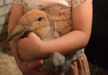 Konijntjes te koop beschikbaar voor biedingen