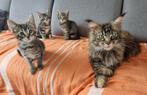 Maine coon x Britse korthaar/ epk, Meerdere dieren, Gechipt, 0 tot 2 jaar