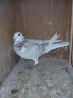 Postduiven doffers, Dieren en Toebehoren, Vogels | Duiven, Meerdere dieren, Postduif