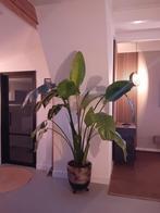 Strelitzia Nicolai - Paradijsvogelplant, Huis en Inrichting, Ophalen of Verzenden