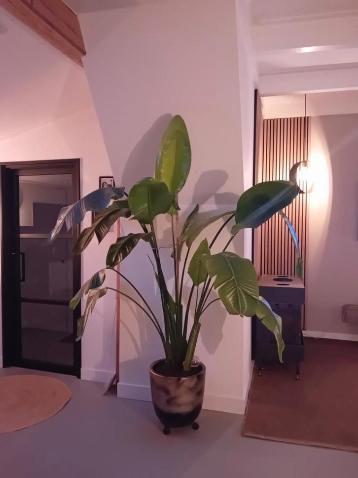 Strelitzia Nicolai - Paradijsvogelplant, Huis en Inrichting, Kamerplanten, Ophalen of Verzenden