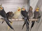 Valkparkieten, Dieren en Toebehoren, Meerdere dieren, Parkiet