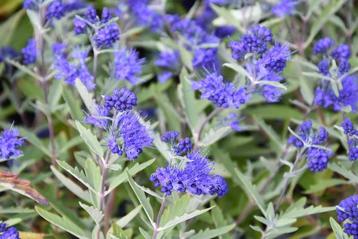 Caryopteris clandonensis 'Heavenly Blue’ Blauwbaard🌿